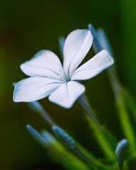Little white flower, proxi photo
