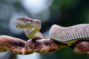 Mangrove Pit-viper in defense position