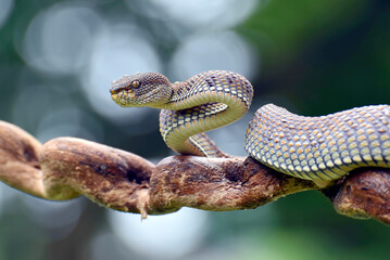 Mangrove Pit-viper in defense position