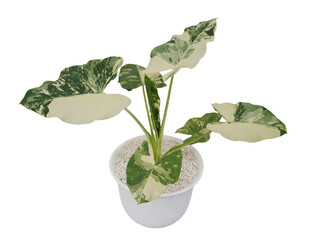 Tropical foliage plant variegated leaves of Alocasia popular rainforest houseplant growing in white flower pot, green variegated leaves pattern