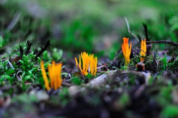 Mushrooms growing in the forest. Autumn forest.