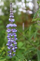 Wild purple lupine flower