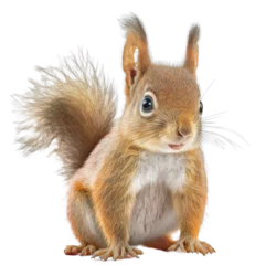 Fotobehang Cute tiny adorable squirrel animal on a transparant background © Alan