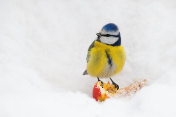 Naklejka premium Winter garden scene with blue tit bird eating an apple in the white snow.