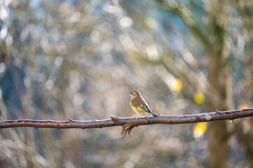 A greenfinch on a branch