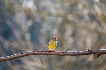 A greenfinch on a branch
