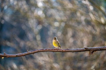 A greenfinch on a branch