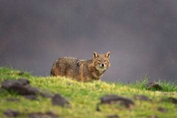 Golden jackal searching for food in the Rhodope mountains. Jackal moving in the Bulgaria mountains. Carnivore during winter. European nature.  Canine predator on the rock. 