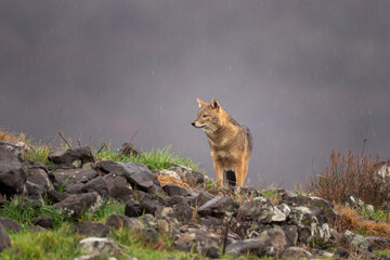 Golden jackal searching for food in the Rhodope mountains. Jackal moving in the Bulgaria mountains. Carnivore during winter. European nature.  Canine predator on the rock. 