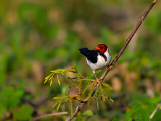 Yellow-billed Cardinal on tree branch against green background