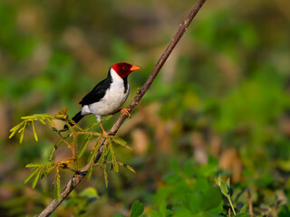 Yellow-billed Cardinal on tree branch against green background