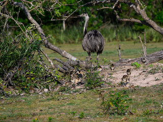 Greater Rhea with chicks foraging in savannah of Pantanal, Brazil