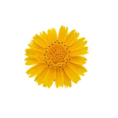 yellow flower isolated background png