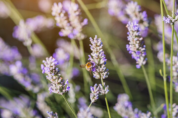 A bee collects pollen from lavender, a popular honey plant.
