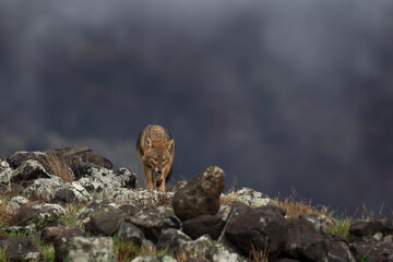 Golden jackal searching for food in the Rhodope mountains. Jackal moving in the Bulgaria mountains. Carnivore during winter. European nature.  Canine predator on the rock. 