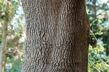 Obraz premium Giant trunk with textured bark of oak tree in park