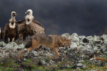 Naklejka na ściany i meble Golden jackal searching for food between griffon vultures in the Rhodope mountains. Jackal moving in the Bulgarian mountains. Vultures sit on the peak of the rock. Jackal is fighting with vultures. 