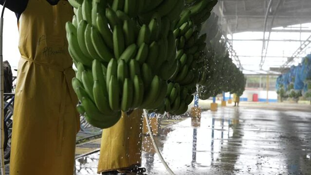 Personas lavando bananas verdes en c&aacute;mara lenta