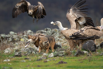 Golden jackal searching for food between griffon vultures in the Rhodope mountains. Jackal moving in the Bulgarian mountains. Vultures sit on the peak of the rock. Jackal is fighting with vultures. 