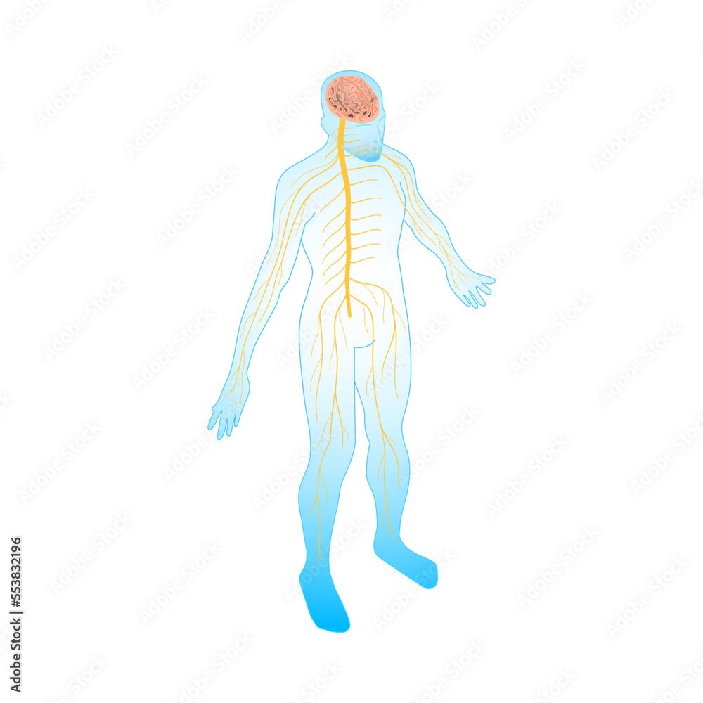 Sticker neural anatomic body composition