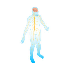 Neural Anatomic Body Composition