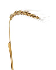 Ripe, dry  ear, grain isolated on white, clipping path