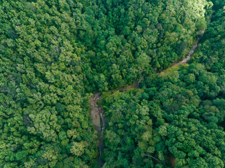 Naklejka premium Aerial top view forest tree, Rainforest ecosystem and healthy environment concept and river flowing in the forest
