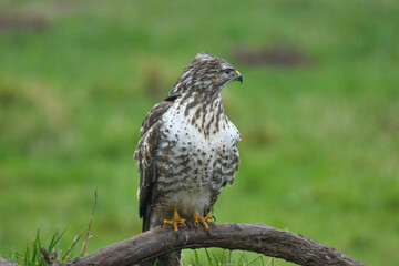 Mäusebussard 
Common Buzzard