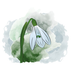 Spring flower snowdrop watercolor