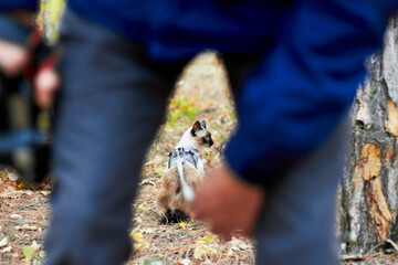 Cute mekong bobtail cat with blue eyes on leash sitting on autumn grass in forest. View through male legs