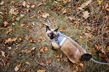 Top-down view of a mekong bobtail looking up. Cute siamese cat with blue eyes on autumn forest
