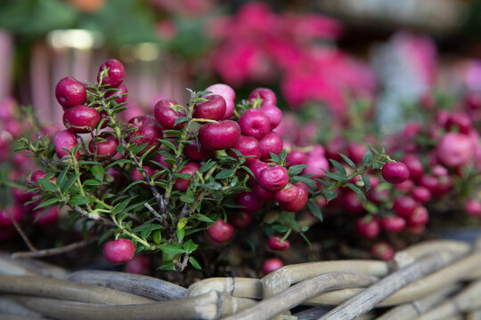 Potted heath pink berries Gaultheria-Pernettya mucronata at the greek flowers bar in December.