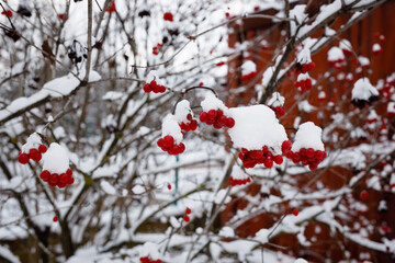 Red viburnum in snow in Ukraine as a symbol of the country. Many vitamins in red berries
