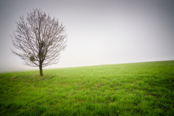 Fototapeta na wymiar Lonely tree in the meadow