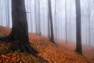 Autumn beech forest