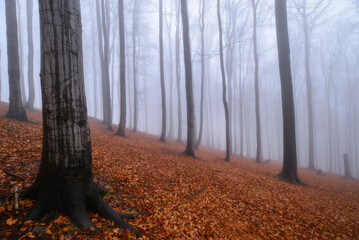 Autumn beech forest