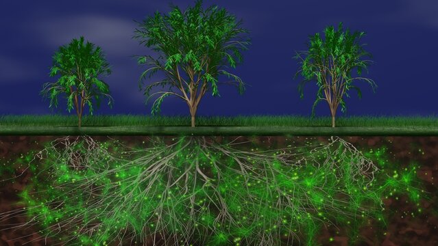 Mycelium network, fungal root system underground. Trees above ground, root system below. Common mycorrhizal network in earth. Mother tree links to children. 3d render illustration