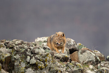 Golden jackal searching for food in the Rhodope mountains. Jackal moving in the Bulgaria mountains. Carnivore during winter. European nature.  Canine predator on the rock. 