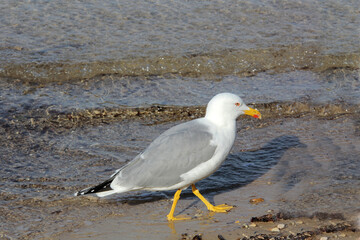 petite promenade sur la plage