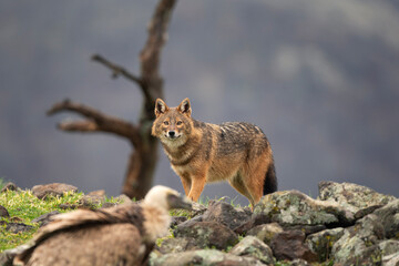 Golden jackal searching for food in the Rhodope mountains. Jackal moving in the Bulgaria mountains. Carnivore during winter. European nature.  Canine predator on the rock. 