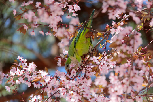 Picore Bilder Durchsuchen 199 Archivfotos, und Videos