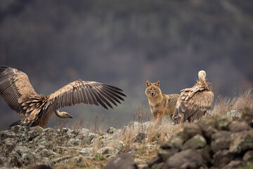 Golden jackal searching for food between griffon vultures in the Rhodope mountains. Jackal moving in the Bulgarian mountains. Vultures sit on the peak of the rock. Jackal is fighting with vultures. 