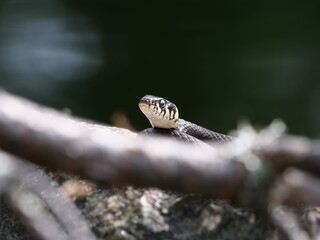 The grass snake (Natrix natrix)