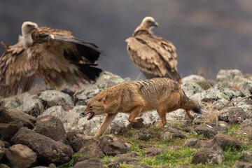 Golden jackal searching for food between griffon vultures in the Rhodope mountains. Jackal moving in the Bulgarian mountains. Vultures sit on the peak of the rock. Jackal is fighting with vultures. 