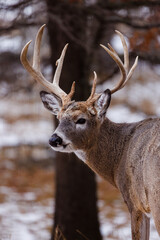 Trophy White-tailed (Odocoileus virginianus) buck during winter in Wisconsin. Selective focus, background blur and foreground blur.
