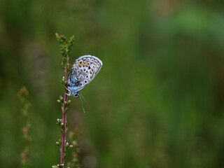butterfly on a flower