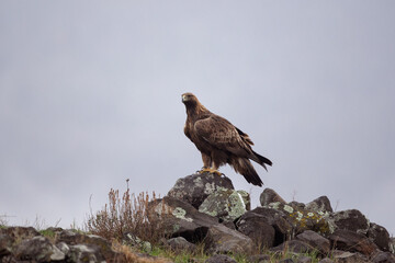 Golden eagle in the Rhodope mountains. Eagle is watching around on the rock. Carnivore during winter. European nature. Ornithology in Bulgaria