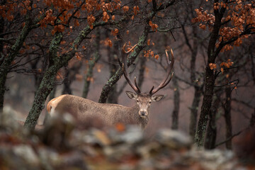 Red deer in the Rhodope mountains. Male of deer stay in the forest. Trophy deer look eye to eye. Bulgaria nature. Big stag in autumn wood. 