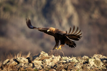 Golden eagle in the Rhodope mountains. Eagle is flying in the Bulgaria's mountains. Carnivore...