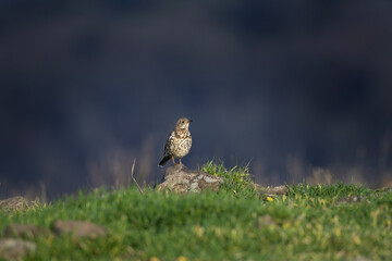 Song thrush in the Rhodope mountains. Small brown bird on the ground. Ornithology in Bulgaria. Common thrush on the rock. 